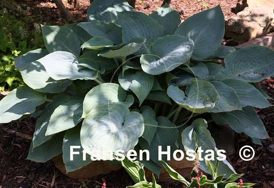 Hosta Blue FH Collection 2024